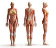 female anatomy view