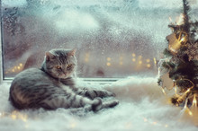 Cat In The Winter Window