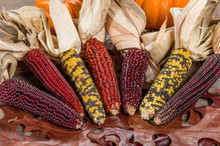 Fall Indian Corn With Leaves