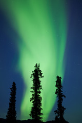 yukon taiga spruce northern lights aurora borealis