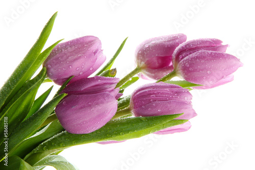 Naklejka - mata magnetyczna na lodówkę Beautiful bouquet of purple tulips, isolated on white