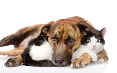 Wall Mural - mixed breed dog and cat lying together. isolated on white 