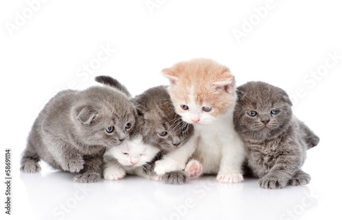 Plakat na zamówienie five british shorthair kittens. isolated on white background
