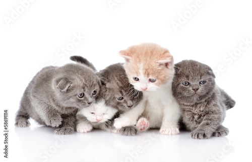 Naklejka - mata magnetyczna na lodówkę five british shorthair kittens. isolated on white background