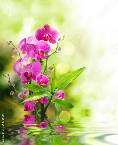 Foto-Vorhang - beautiful orchid and bamboo for border treatment spa on water (von Romolo Tavani)