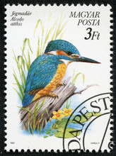 Stamp Printed In Hungary, Shows The Kingfisher (Alcedo Atthis)