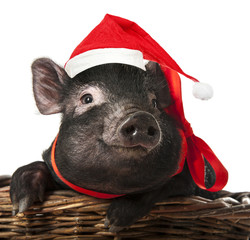 Wall Mural - little black pig with a red santa cap