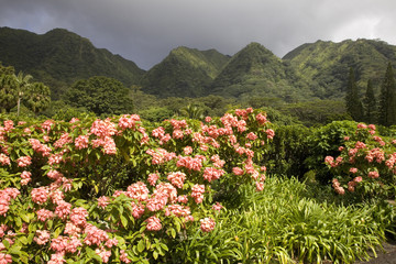 The Harold L Lyon Arboretum botanical gardens, Honolulu, Hawaii.