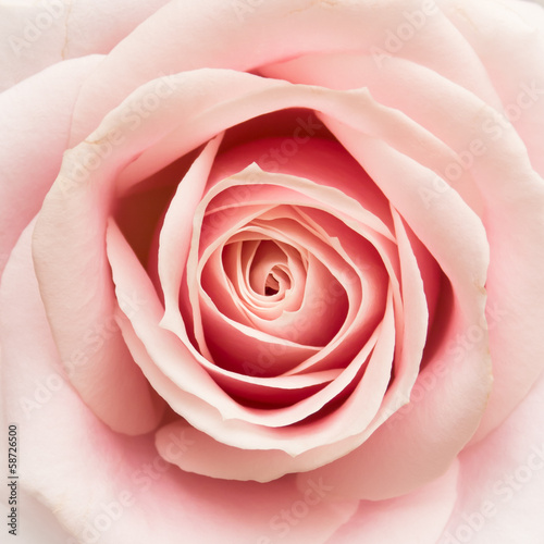 Obraz w ramie Rose Closeup