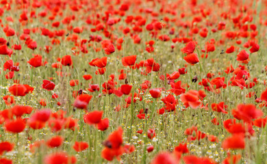 Wall Mural - Red poppies