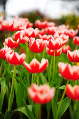 Canvas Print - Group of Colorful Tulips