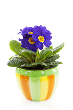 Purple Primula Flowers In Pot Isolated On White Background