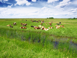 Canvas Print - Cows on a green summer meadow