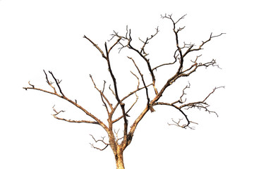 dead tree branch