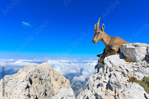 Fotografia Capricorn female lying on rocks on the Montagio mountain