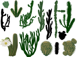 Wall Mural - thorny cactus colection isolated on white