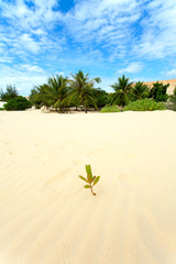 Wall Mural - palm trees and sand