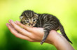 Adorable tabby kitten on the palm