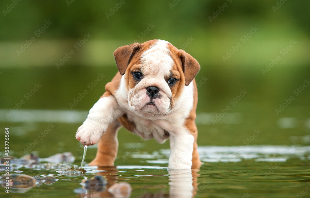 English bulldog puppy in the water - obrazy, fototapety, plakaty 