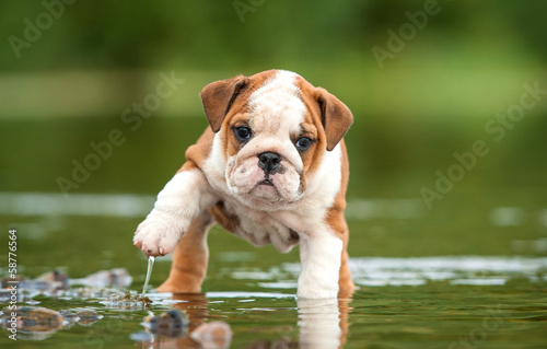 Fotografía English bulldog puppy in the water