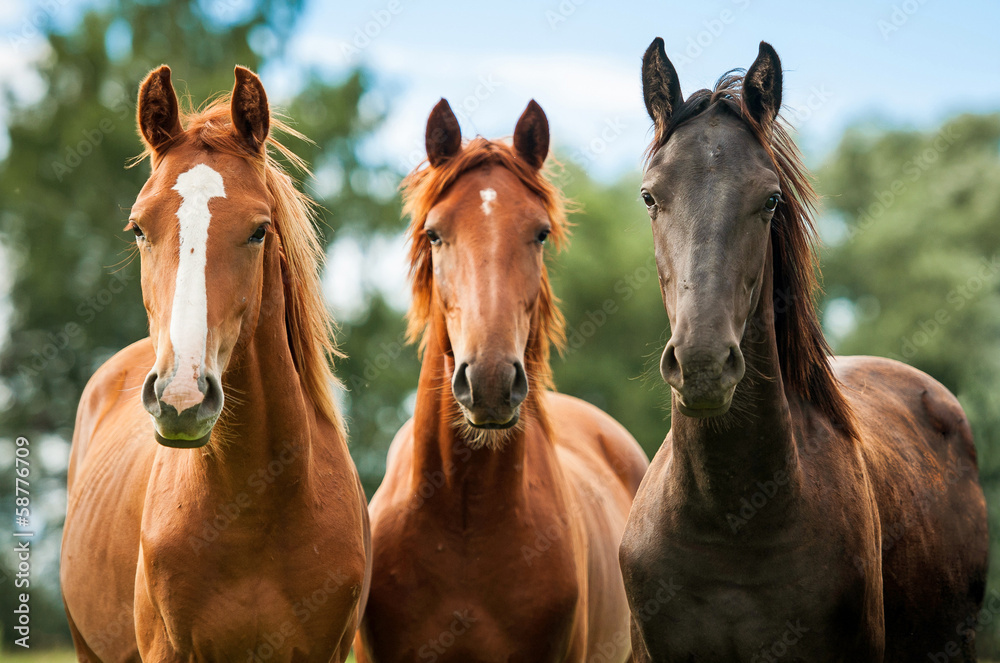 Group of three young horses on the pasture - obrazy, fototapety, plakaty 