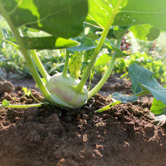 kohlrabi growing in the garden