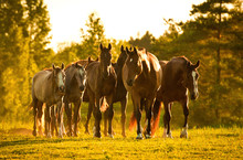 Herd Of Horses At Sunset