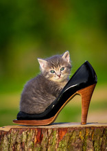 Adorable Grey Kitten Sitting In A Shoe