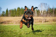 Funny rottweiler dog running