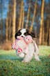Saint bernard puppy playing with soft toy bunny