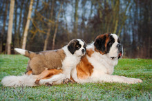 Adult And Young Saint Bernard Dogs
