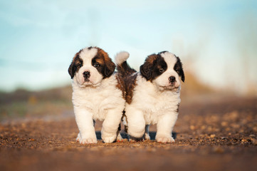 Wall Mural - Two saint bernard puppies