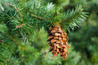 Douglas fir branch with cones