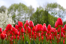Group Of Red Tulips On A Background Of Forest.
