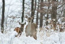 Roe Deer With His Offspring In Winter Scenery
