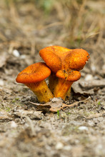 Jack-o'-lantern Mushroom