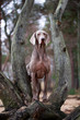 weimaraner dog and dry tree