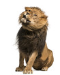 Lion sitting, shaking, Panthera Leo, 10 years old, isolated