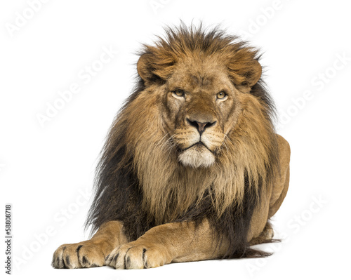 Fotografie, Obraz Lion lying down, facing, Panthera Leo, 10 years old, isolated