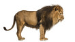 Side view of a Lion standing, Panthera Leo, 10 years old