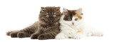 Fototapeta Koty - Higland straight and fold kittens lying together