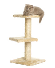 Highland Fold Kitten Lying On Top Of A Cat Tree, Isolated On Whi