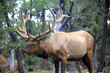 © fannyes - caribou dans la forêt du Grand Canyon