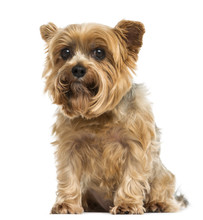 Yorkshire Terrier Sitting, Looking At The Camera, 6 Years Old