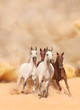 Horses in sand dust