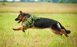 German shepherd dog running with flower wreath