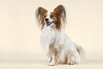 Hunde-Papillon-10562