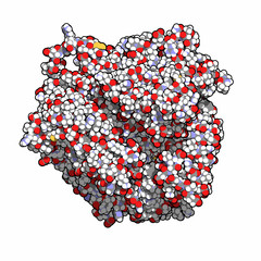 Sticker - Ceruloplasmin ferroxidase enzyme. Catalyses iron oxidation.