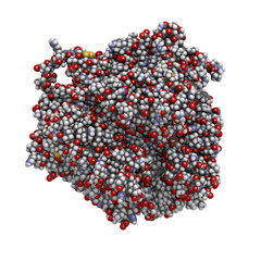 Sticker - Ceruloplasmin ferroxidase enzyme. Catalyses iron oxidation.