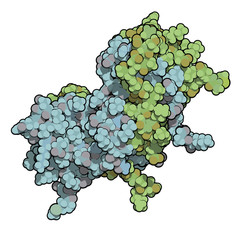 Wall Mural - Interferon gamma (IFNg) cytokine molecule, chemical structure